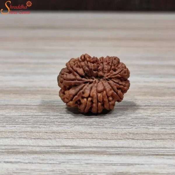 natural nepal loose 14 mukhi rudraksha