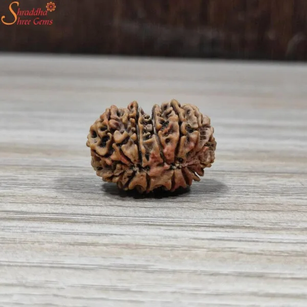 certified loose 14 mukhi rudraksha