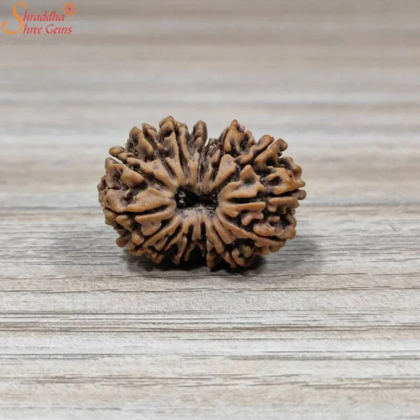 certified loose 14 mukhi rudraksha