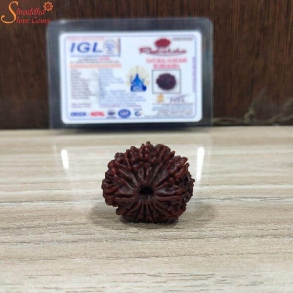 loose 14 mukhi rudraksha