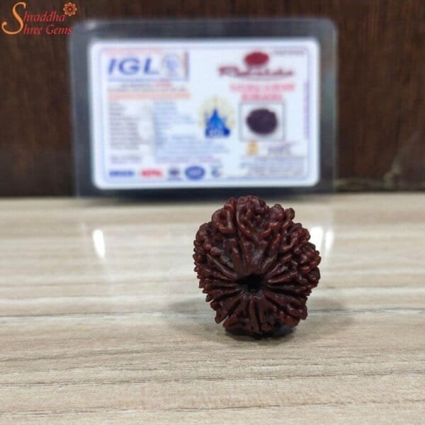 loose 14 mukhi rudraksha