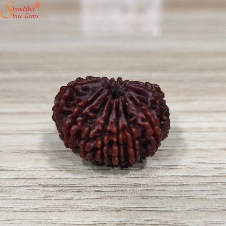 Natural Nepal Mukhi Rudraksha Shraddha Shree Gems