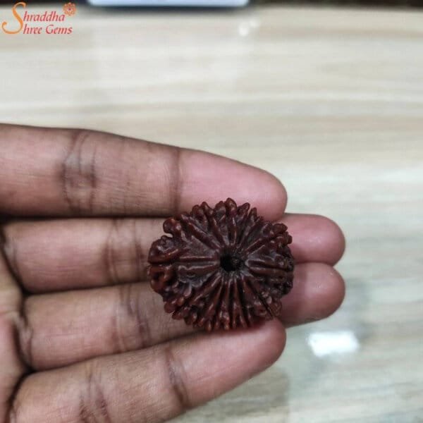 loose 14 mukhi rudraksha