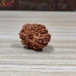 nepal 14 mukhi rudraksha