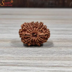 nepal 14 mukhi rudraksha