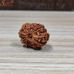 nepal 14 mukhi rudraksha