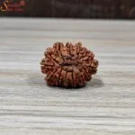 nepal 14 mukhi rudraksha