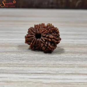 nepal loose 14 mukhi rudraksha