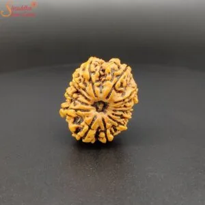 13 mukhi rudraksha