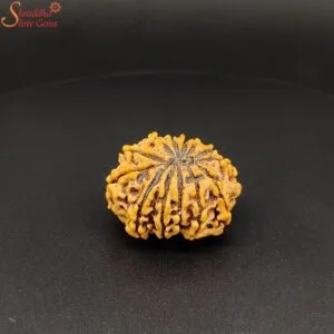 13 mukhi rudraksha