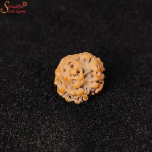 3 mukhi rudraksha