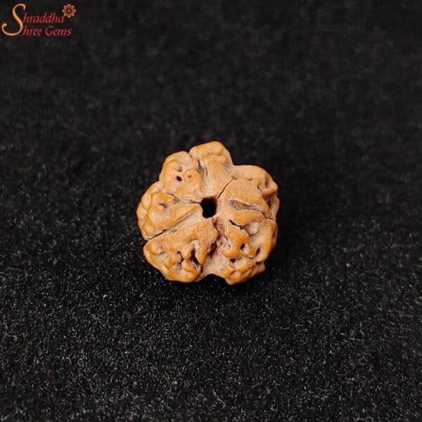 3 mukhi rudraksha