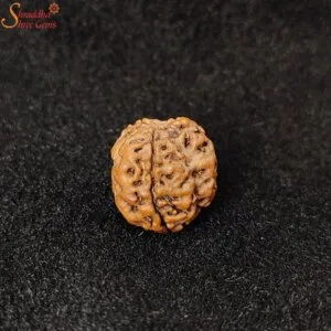 certified three mukhi rudraksha