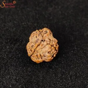 certified three mukhi rudraksha