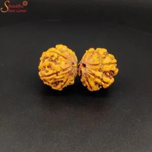 gaurishankar rudraksha