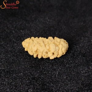 himalaya one mukhi rudraksha