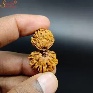 natural gaurishankar rudraksha