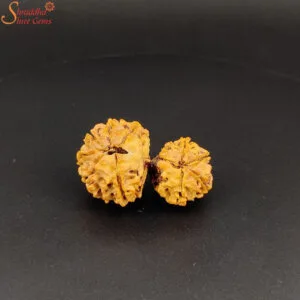 natural gaurishankar rudraksha