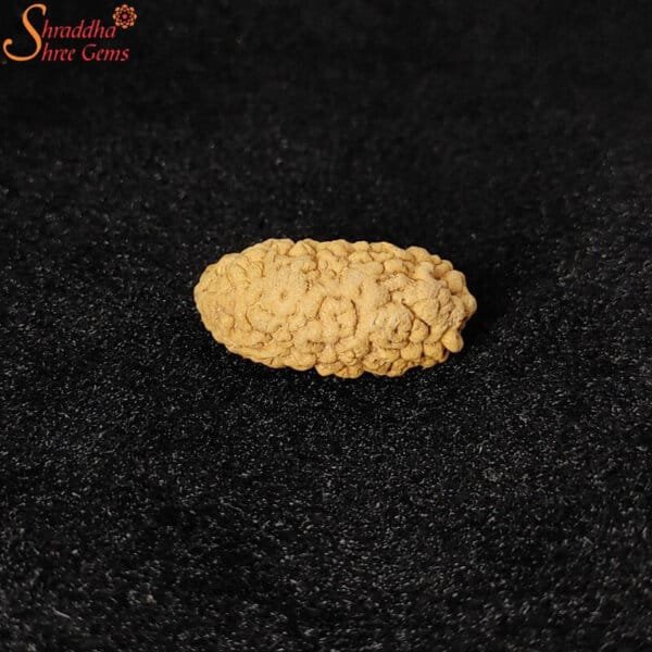 natural one mukhi rudraksha