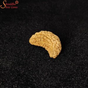 natural one mukhi rudraksha