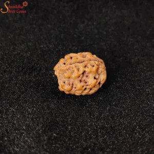 natural three mukhi rudraksha