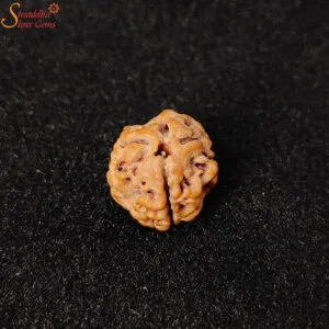 natural three mukhi rudraksha