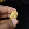 natural two mukhi rudraksha