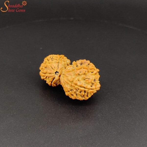 nepal gaurishankar rudraksha