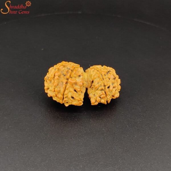 nepal gaurishankar rudraksha