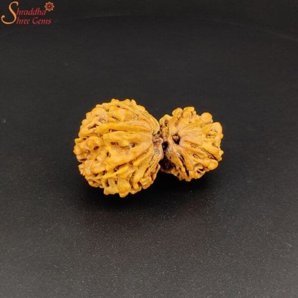 nepal gaurishankar rudraksha