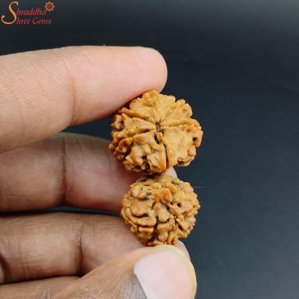 nepal gaurishankar rudraksha