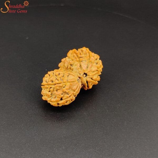 nepal gaurishankar rudraksha