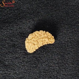 nepal one mukhi rudraksha