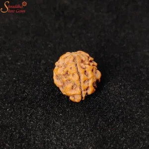 nepal three mukhi rudraksha