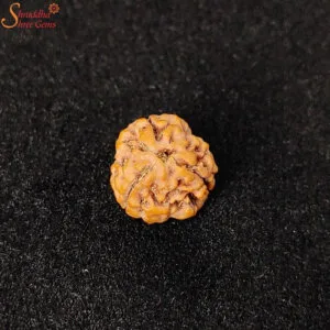 nepal three mukhi rudraksha