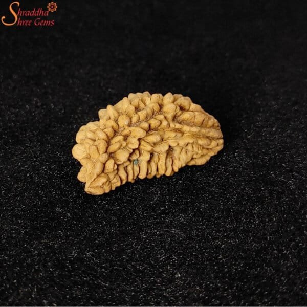 one mukhi rudraksha