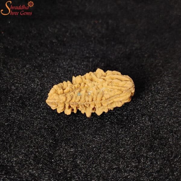 one mukhi rudraksha