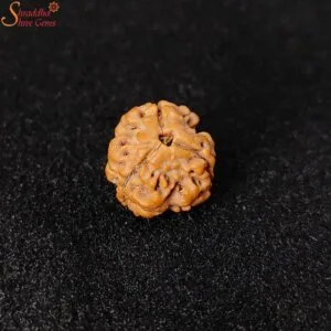 three mukhi rudraksha