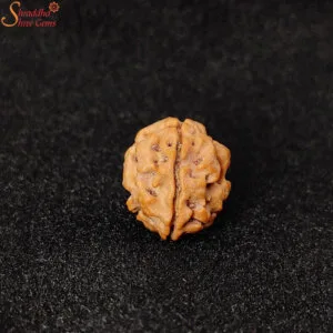 three mukhi rudraksha