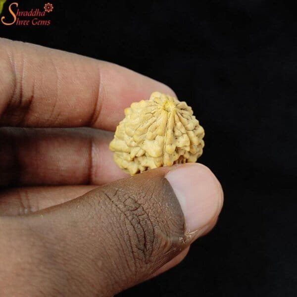 two mukhi rudraksha