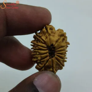 14 mukhi rudraksha