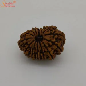 14 mukhi rudraksha