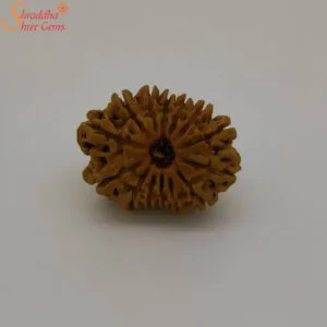 14 mukhi rudraksha