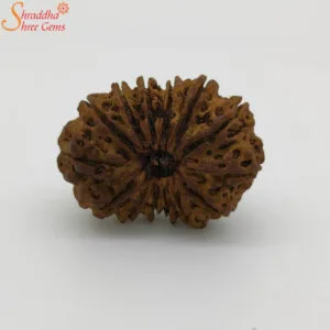 14 mukhi rudraksha