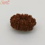 15 mukhi rudraksha