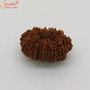 15 mukhi rudraksha
