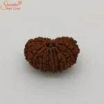 15 mukhi rudraksha