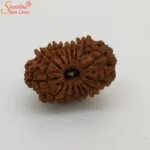 15 mukhi rudraksha
