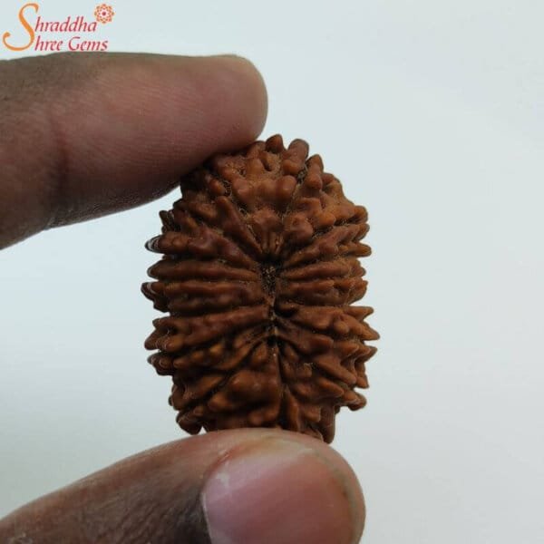 15 mukhi rudraksha