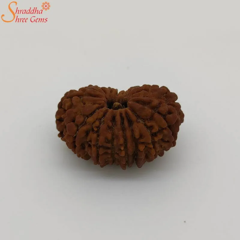 15 mukhi rudraksha